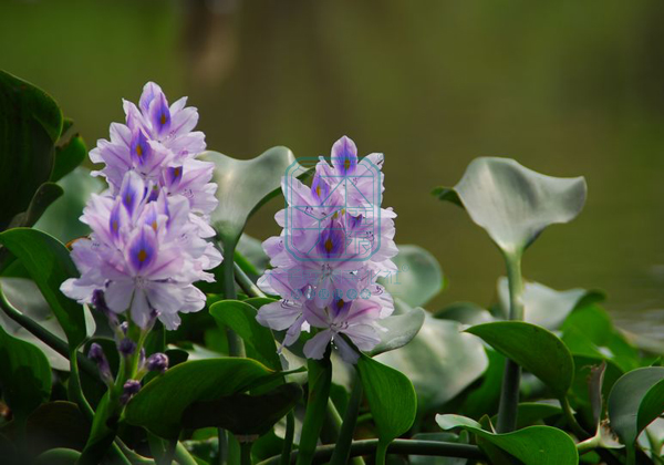 園林景觀常見(jiàn)幾種水景植物，看了就知道